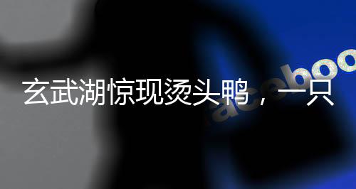 玄武湖驚現(xiàn)燙頭鴨，一只鴨子引發(fā)的自然觀察與熱議