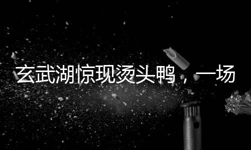 玄武湖驚現燙頭鴨，一場自然與都市的奇遇