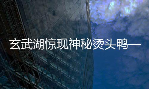 玄武湖驚現(xiàn)神秘燙頭鴨——罕見(jiàn)野生動(dòng)物亮相南京玄武湖公園