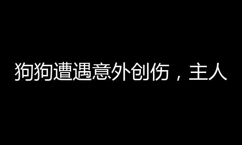 狗狗遭遇意外創(chuàng)傷，主人緊急處理貼創(chuàng)口貼——?jiǎng)游锉Ｗo(hù)與急救知識(shí)普及