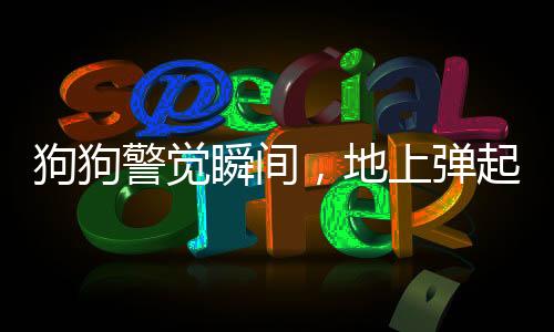 狗狗警覺瞬間，地上彈起震撼場(chǎng)景