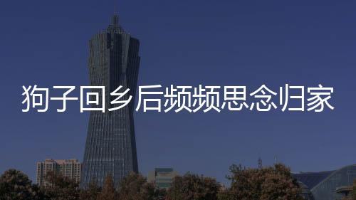 狗子回鄉(xiāng)后頻頻思念歸家之路，一段關于忠誠與依戀的故事