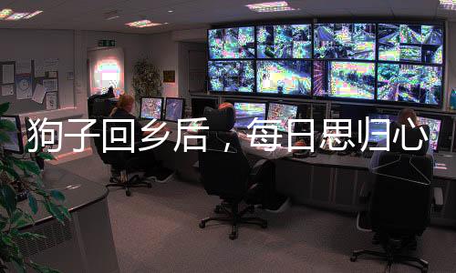狗子回鄉(xiāng)后，每日思?xì)w心切，人與狗之間的情感紐帶