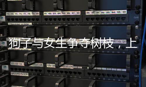 狗子與女生爭奪樹枝，上演機(jī)智躲腿記