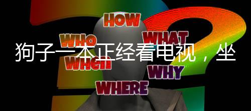 狗子一本正經(jīng)看電視，坐在主人腿上成焦點