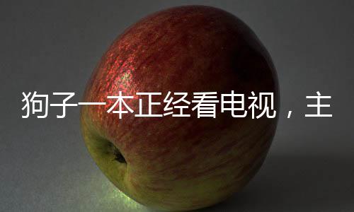 狗子一本正經看電視，主人腿上享受悠閑時光