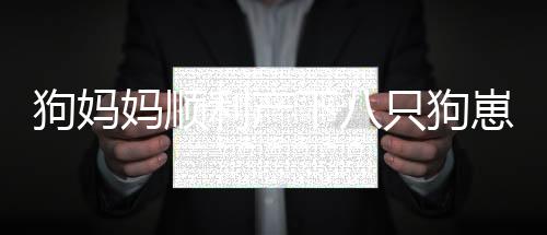 狗媽媽順利產(chǎn)下八只狗崽，帶娃時(shí)表現(xiàn)出暴躁情緒