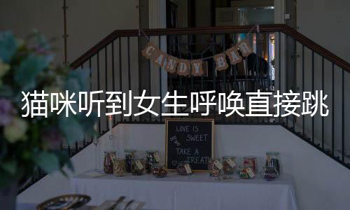 貓咪聽到女生呼喚直接跳到車上，一場奇妙的相遇與溫馨的故事