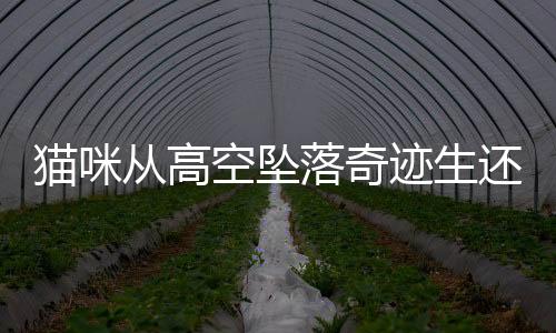 貓咪從高空墜落奇跡生還，一場意想不到的奇跡經(jīng)歷的故事