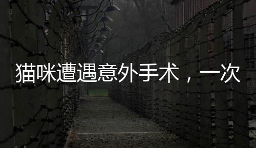 貓咪遭遇意外手術(shù)，一次令人震驚的絕育與脾臟摘除事件