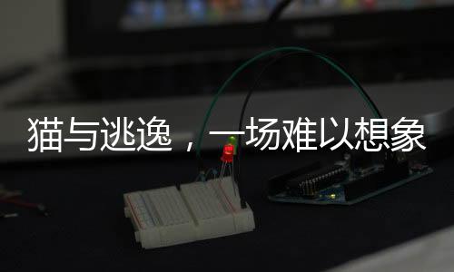 貓與逃逸，一場難以想象的肇事逃逸事件揭秘