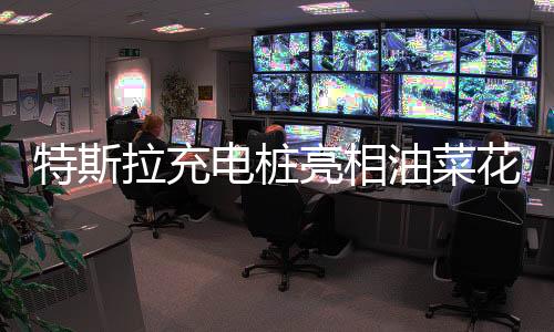 特斯拉充電樁亮相油菜花田，科技與自然的和諧融合