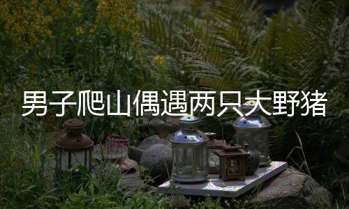 男子爬山偶遇兩只大野豬，深山奇遇還是野生動(dòng)物保護(hù)課題？