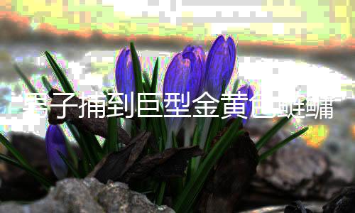 男子捕到巨型金黃色鰱鳙魚(yú)，重達(dá)90斤，引發(fā)關(guān)注