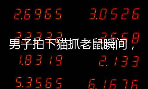 男子拍下貓抓老鼠瞬間，揭秘自然界的生存智慧