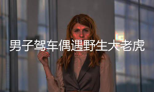 男子駕車偶遇野生大老虎，一次驚險(xiǎn)的自然邂逅