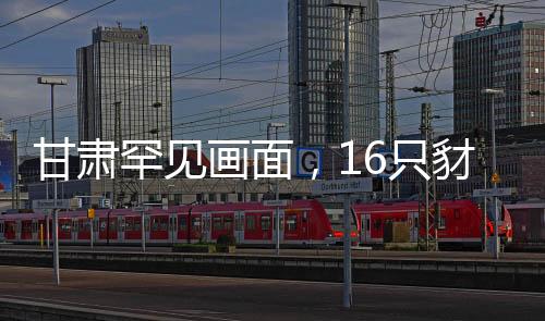 甘肅罕見(jiàn)畫面，16只豺同框現(xiàn)身