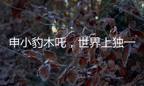 申小豹木吒，世界上獨(dú)一無(wú)二，鏡像般的另一個(gè)我