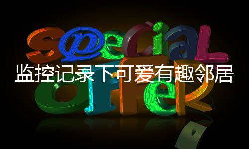 監(jiān)控記錄下可愛(ài)有趣鄰居的日常生活