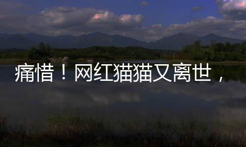 痛惜！網(wǎng)紅貓貓又離世，年僅二十四歲
