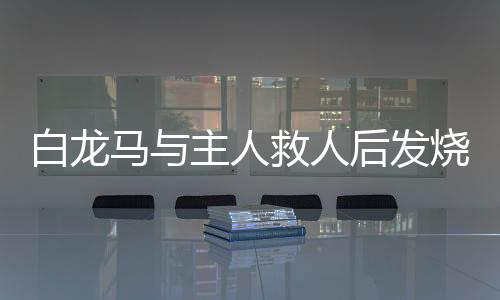 白龍馬與主人救人后發(fā)燒至40度，患難與共的感人故事