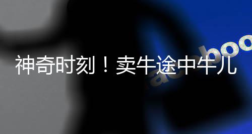 神奇時(shí)刻！賣牛途中牛兒深情下跪，盡顯生命感動(dòng)人心