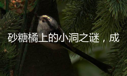 砂糖橘上的小洞之謎，成因、影響與解決方案