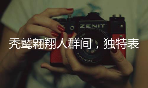禿鷲翱翔人群間，獨特表演驚艷四座
