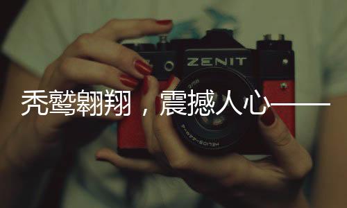 禿鷲翱翔，震撼人心——獨特的禿鷲表演秀亮相城市上空