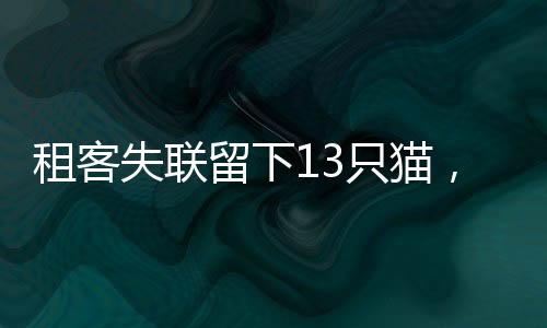 租客失聯(lián)留下13只貓，愛(ài)心與責(zé)任的考驗(yàn)