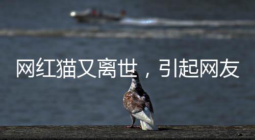 網(wǎng)紅貓又離世，引起網(wǎng)友廣泛關(guān)注與哀悼
