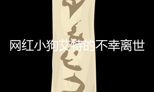 網(wǎng)紅小狗艾特的不幸離世，哀悼與反思