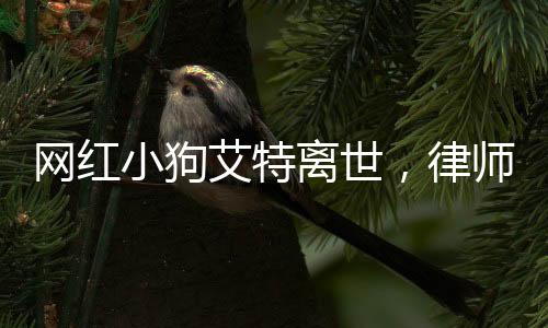 網(wǎng)紅小狗艾特離世，律師解讀相關(guān)事宜