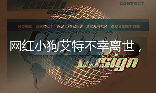 網(wǎng)紅小狗艾特不幸離世，潘宏深情發(fā)文道歉