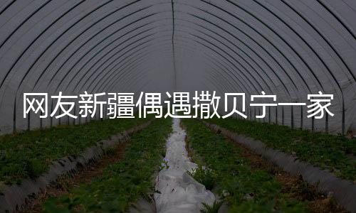 網(wǎng)友新疆偶遇撒貝寧一家四口，星光閃耀的平凡之旅