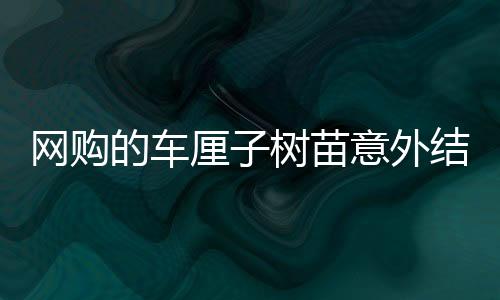 網(wǎng)購的車厘子樹苗意外結(jié)了海棠果——一場奇妙的植物成長之旅