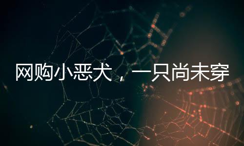 網(wǎng)購小惡犬，一只尚未穿上成人襪子的新生犬的溫暖故事
