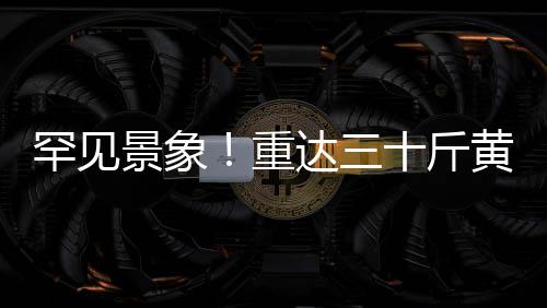 罕見景象！重達三十斤黃麂闖入村民家中，引發(fā)自然觀察熱潮