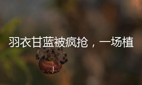 羽衣甘藍(lán)被瘋搶，一場(chǎng)植物界的時(shí)尚熱潮
