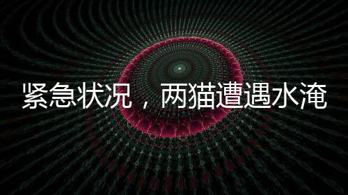 緊急狀況，兩貓?jiān)庥鏊蛶?，欠繳費(fèi)用達(dá)539元