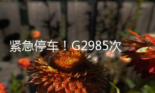 緊急停車！G2985次動車臨停破例救人，上演生命接力賽