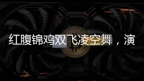 紅腹錦雞雙飛凌空舞，演繹自然生態(tài)和諧之美