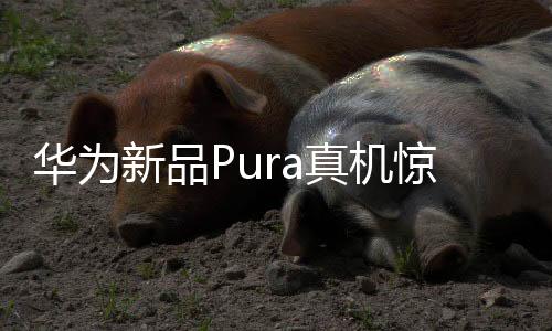 華為新品Pura真機驚艷亮相，科技美學(xué)的全新詮釋
