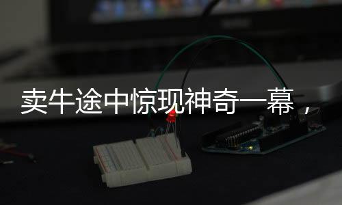 賣牛途中驚現(xiàn)神奇一幕，牛向主人下跪，引發(fā)深思