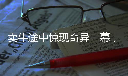 賣牛途中驚現(xiàn)奇異一幕，牛向主人下跪