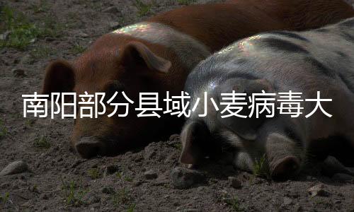 南陽部分縣域小麥病毒大爆發(fā)？謠言！