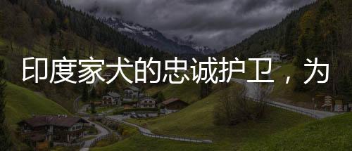 印度家犬的忠誠護衛(wèi)，為護主纏斗毒蛇至死方休