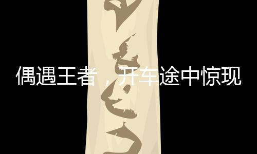 偶遇王者，開車途中驚現(xiàn)野生東北虎