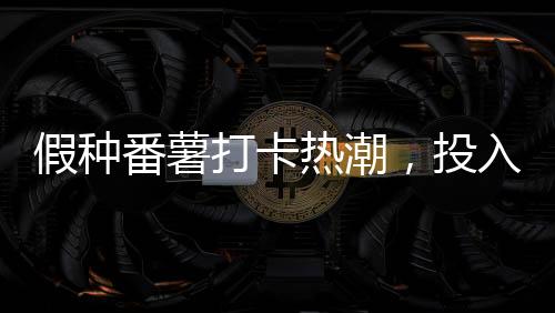 假種番薯打卡熱潮，投入十萬背后的故事與反思
