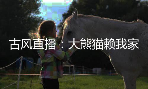 古風直播：大熊貓賴我家不走了！